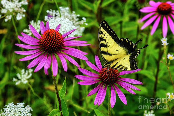 Purple Cone Flower Art Print featuring the photograph Tiger Swallowtail Feeding on Echinacea by Thomas R Fletcher