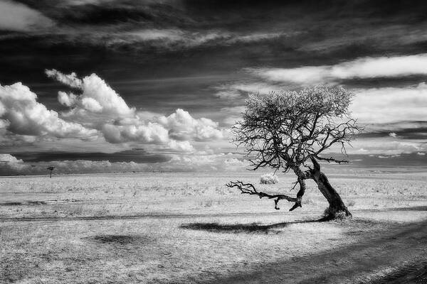 Africa Art Print featuring the photograph Twisted Acacia tree in infrared by Murray Rudd