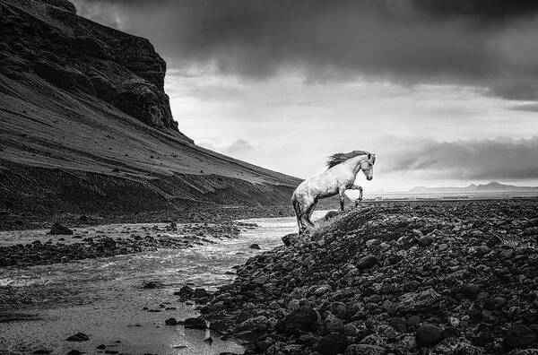 Icelandic Horse Art Print featuring the photograph Where there is no path II - Horse Art by Lisa Saint