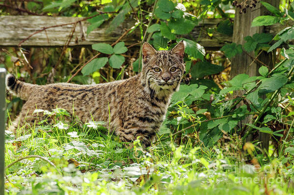 Kmaphoto Art Print featuring the photograph Young Bobcat by Kristine Anderson