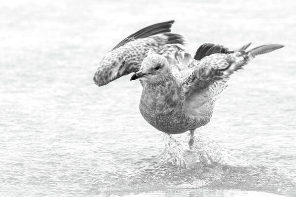 Daytona Beach Shores Art Print featuring the photograph Young Herring Gull Bathing by Dawn Currie