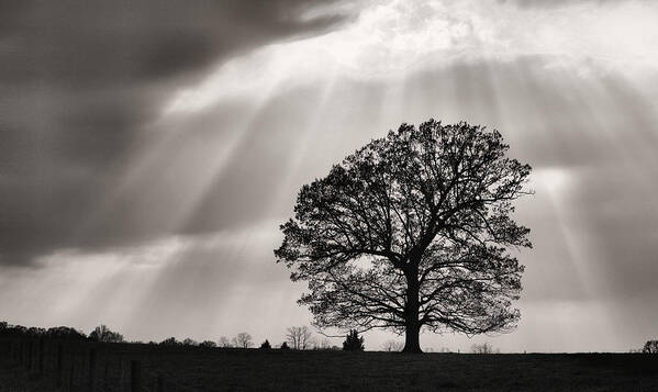 Shining Down Art Print featuring the photograph Shining Down by JC Findley