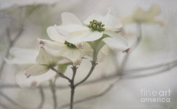 Dogwood Art Print featuring the photograph Soft Texture of Spring by Arlene Carmel
