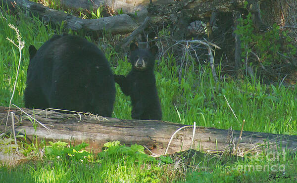 Bear Art Print featuring the photograph Black Bear Sow And Cub-Signed-#8913 by J L Woody Wooden