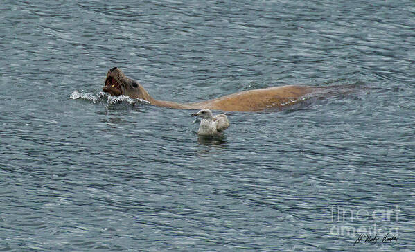 Sea Lion Art Print featuring the photograph Sea Lion And Seagull-Signed-#3086 by J L Woody Wooden