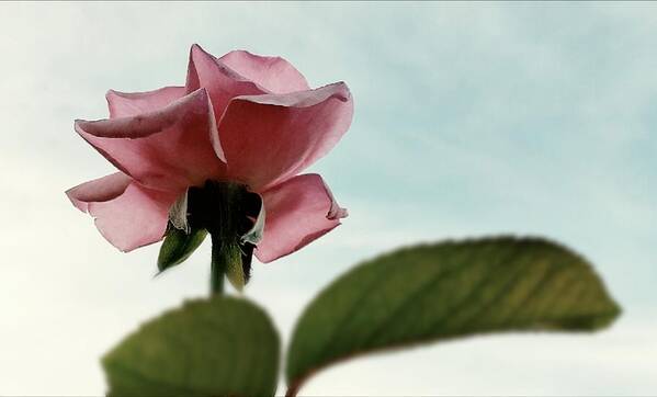 Rose Art Print featuring the photograph A New Rose Perspective by Alexis King-Glandon