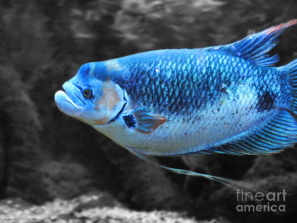 Blue Art Print featuring the photograph Blue Fish by Jai Johnson