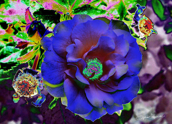 Rose Art Print featuring the photograph Blue Rose by Sylvia Thornton