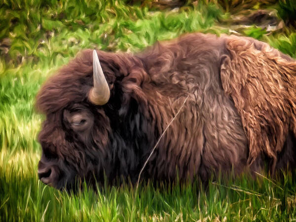 Bison Art Print featuring the painting Buffalo Cat Nap by Michael Pickett