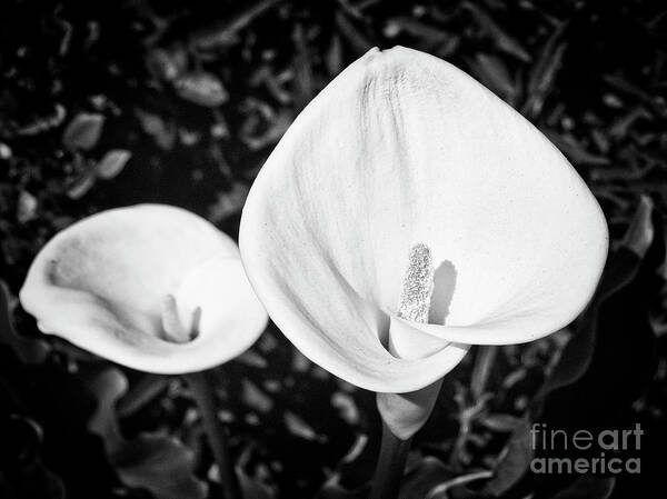 Calla Lilies Art Print featuring the photograph Calla Lilies BW 2 by David Doucot