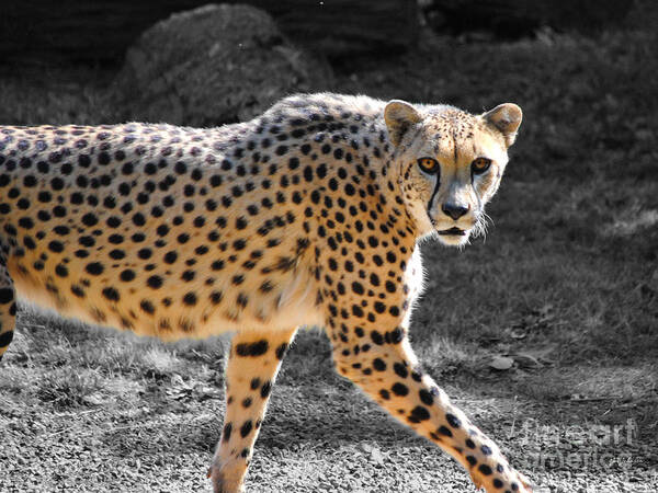 Cheetah Art Print featuring the photograph Cheetah by Jai Johnson