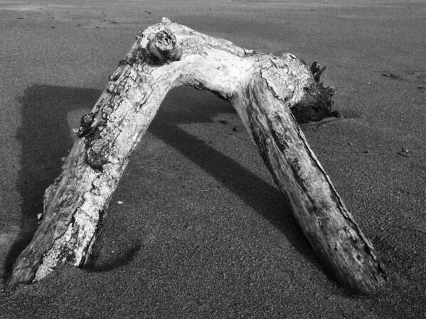 Moonstone Beach Art Print featuring the photograph Driftwood by Sandra Selle Rodriguez