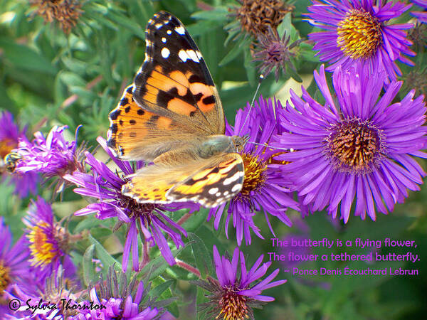 Butterfly Art Print featuring the photograph Flying Flower by Sylvia Thornton