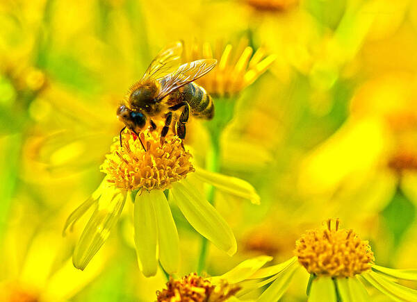 Nature Art Print featuring the photograph Honey Colours by Steven Poulton