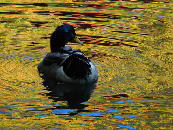 Duck Art Print featuring the photograph On Golden Pond by Frank Wilson