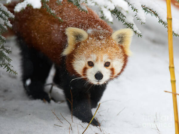 Ailurus Fulgens Art Print featuring the photograph Red Panda in the snow by Nick Biemans