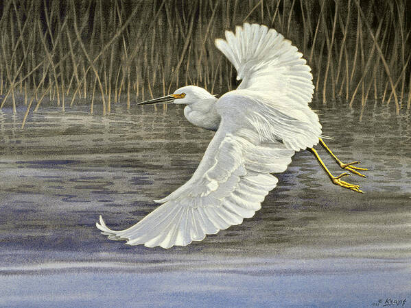 Wildlife Art Print featuring the painting Snowy Egret by Paul Krapf