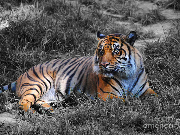 Tiger Art Print featuring the photograph Tiger by Jai Johnson