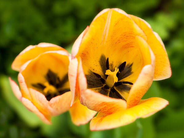 Tulip Art Print featuring the photograph Yellow tulips by Davorin Mance