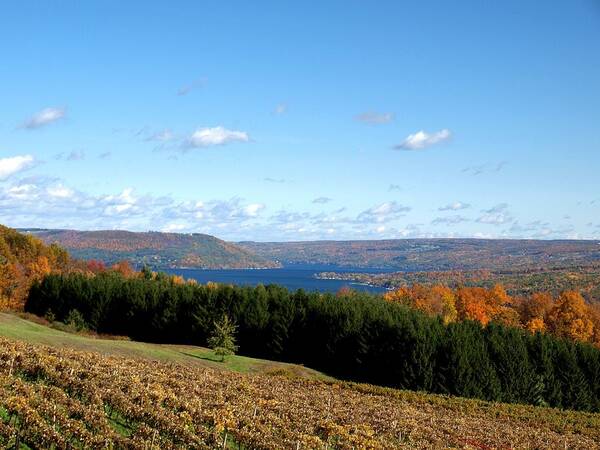 Keuka Lake Art Print featuring the photograph Above the Vines by Joshua House