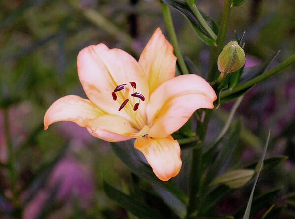 Lilium Art Print featuring the photograph Asiatic Lilly by M Three Photos