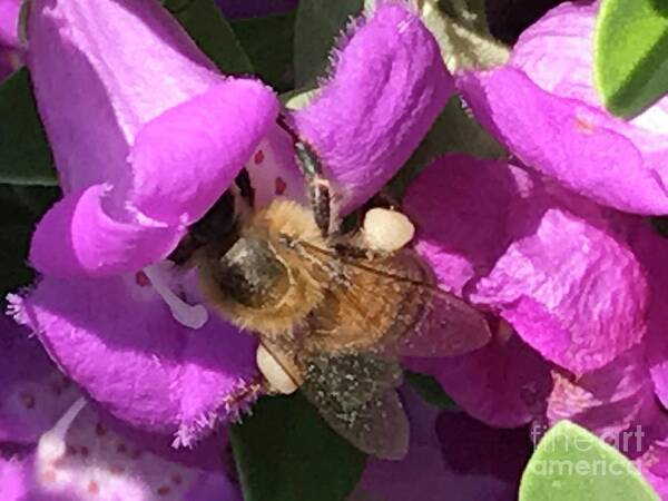 Purple Sage. Flower. Bee Art Print featuring the photograph Bee by Erika Jean Chamberlin