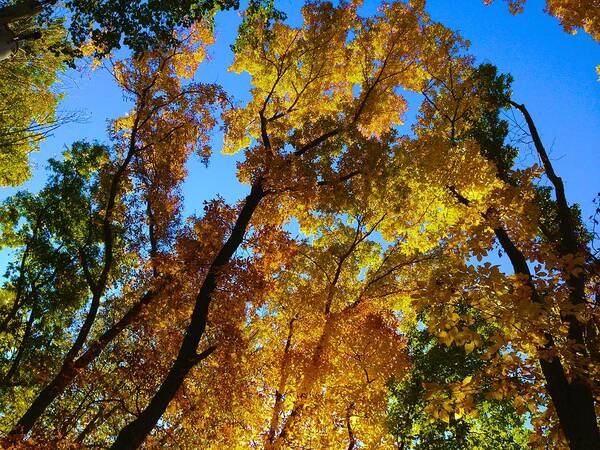  Art Print featuring the photograph Fall Foliage in Redding by Polly Castor