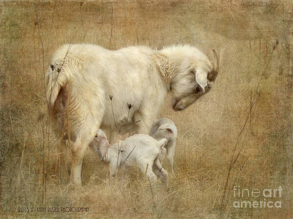 Babies Art Print featuring the photograph First Day of Life by Kathy Russell