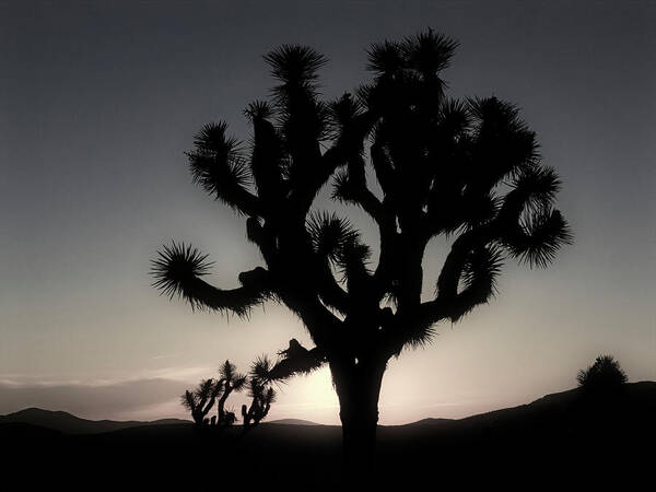 Joshua Tree Art Print featuring the photograph First Light by Sandra Selle Rodriguez