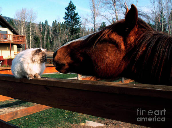 Usa Art Print featuring the photograph Horse and Cat Nuzzle by Thomas R Fletcher