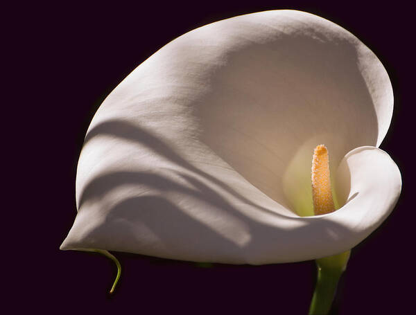 Calla Lily Art Print featuring the photograph Lily in Shadows by Mick Burkey