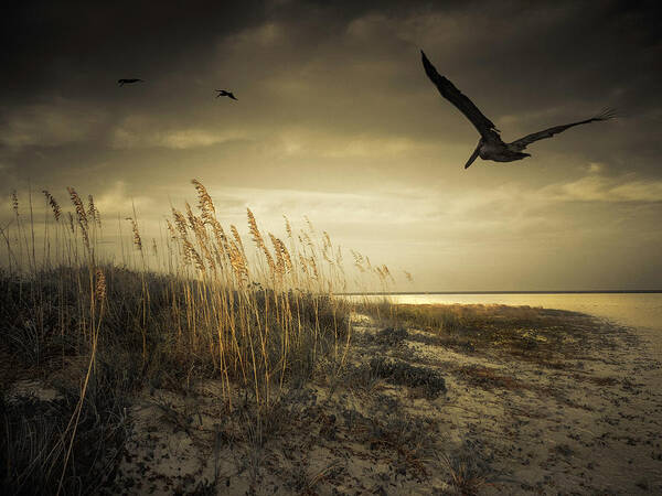 Pelicans Art Print featuring the photograph Pelicans Over the Beach by Sandra Selle Rodriguez