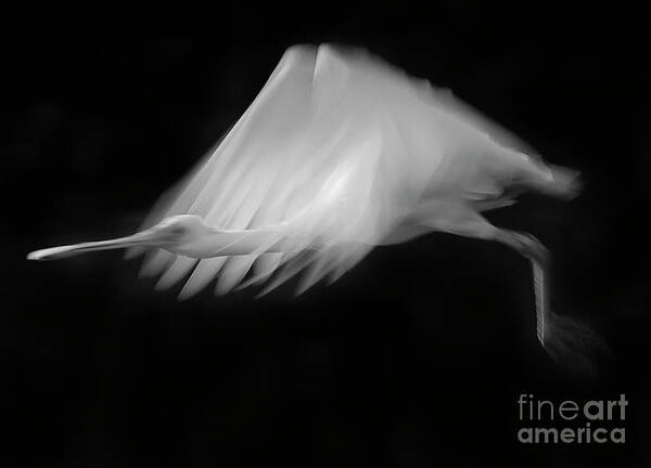 Ajaia Ajaja Art Print featuring the photograph Roseate Spoonbill-BW-Signed-#6205 by J L Woody Wooden