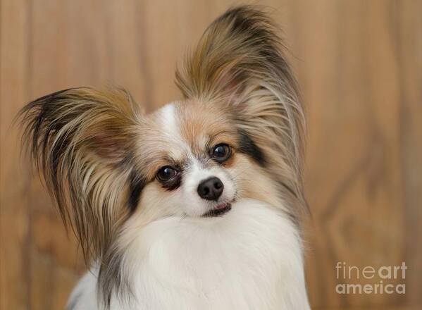 Papillon Dog Photograph Art Print featuring the photograph Rosie by Irina ArchAngelSkaya