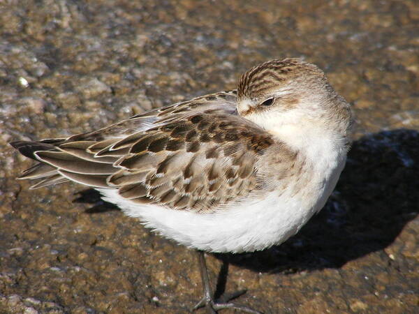 Sandpiper Art Print featuring the photograph Sandpiper by Doug Mills