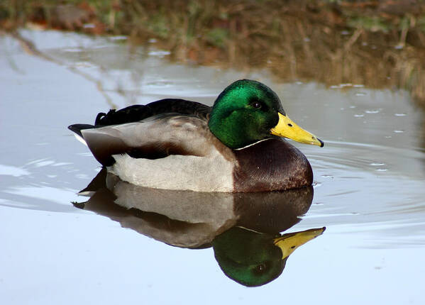 Animal Art Print featuring the photograph Sitting Duck by Barbara White