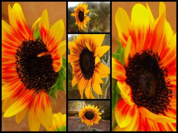 Sunflowers Art Print featuring the photograph Sunflower Montage by Lessandra Grimley