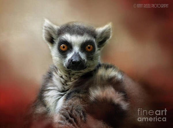 Lemur Art Print featuring the photograph What Big Eyes You Have by Kathy Russell