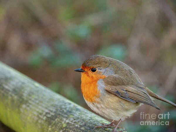 Robin Art Print featuring the photograph Robin Redbreast by Jim Orr