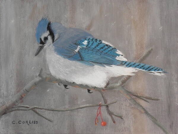 Bluejay Art Print featuring the pastel Out of Reach by Carol Corliss