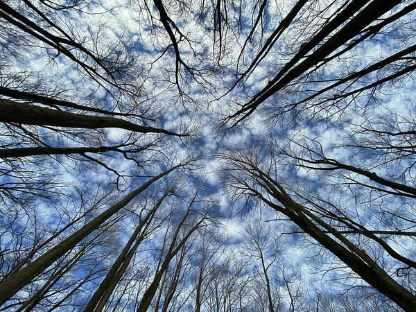 Forest Art Print featuring the photograph Convergence of the Elders - 2 of 3 - Straight up view in forest with altocumulus clouds by Peter Herman