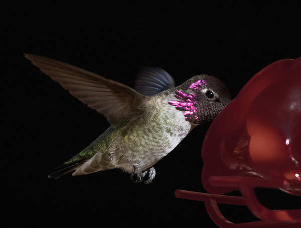 Costa's Art Print featuring the photograph Costa's Hummingbird by Hershey Art Images