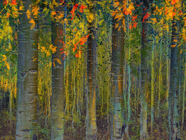 Forest Art Print featuring the photograph Deep into the Aspens by Sandra Selle Rodriguez