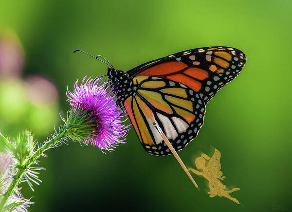 Monarch Art Print featuring the photograph Finishing Up - fairy painting the color onto Monarch butterfly feeding on Canada Thistle flower by Peter Herman