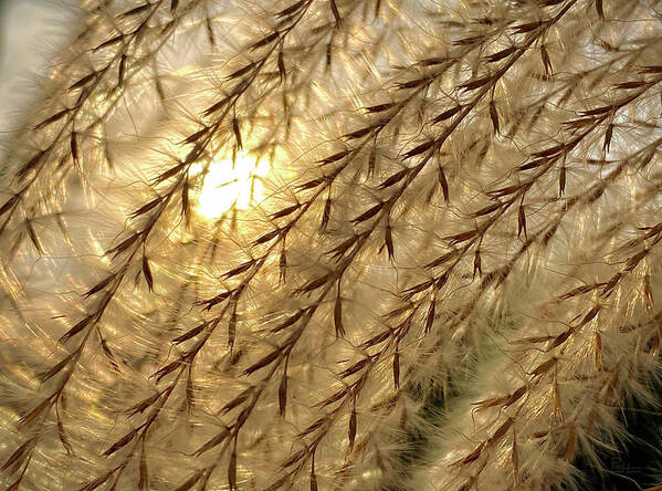 Pampas Art Print featuring the photograph Sun through the Seeds - Pampas Grass backlit by sun by Peter Herman