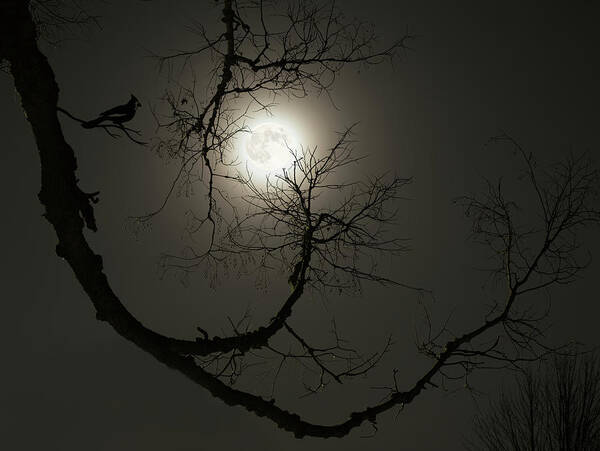 Wolf Moon Art Print featuring the photograph Tree Captures Wolf as Cardinal Looks On - Wolf Moon with hackberry tree - Horizontal crop by Peter Herman