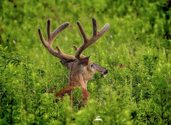 Whitetail Deer Cades Cove Tennessee Velvet Pigeon Forge Gatlinburg Art Print featuring the photograph Velvet Eight by Timothy Harris