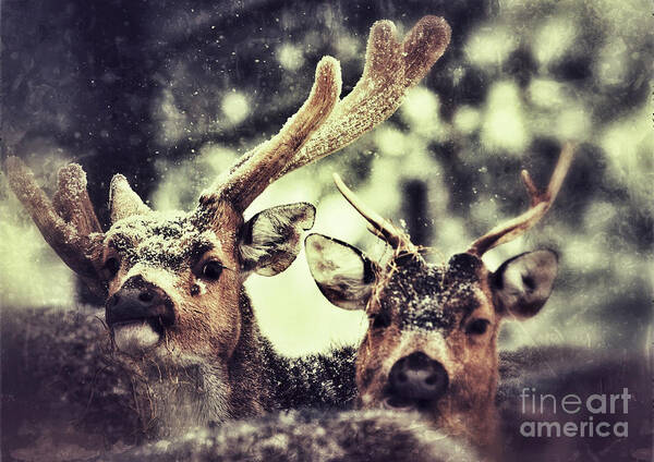 Closeup Art Print featuring the photograph Deer in the snow #2 by Nick Biemans