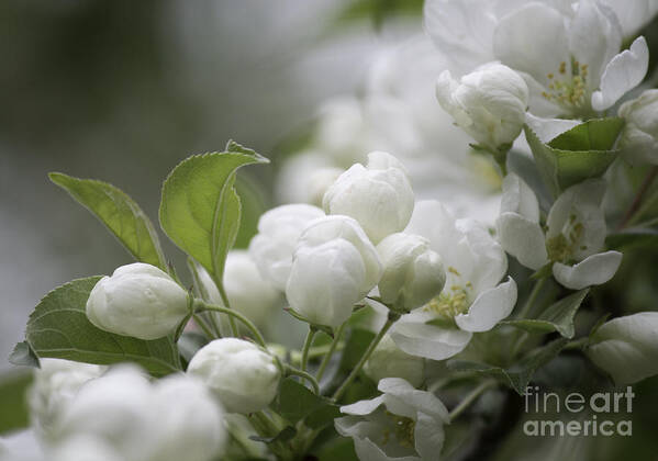 Crab Apple Art Print featuring the photograph A Whisper Of Spring by Arlene Carmel