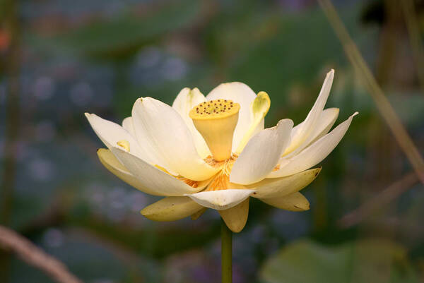 Photographed Art Print featuring the photograph American Lotus by M Three Photos